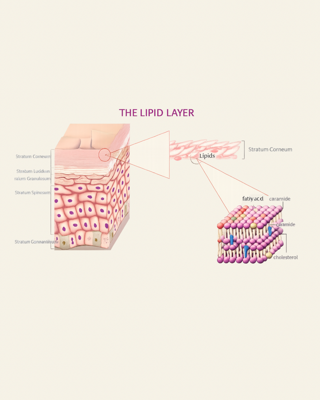 Circadia Lipid Replacing Gel Cleanser (starting at $18 USD)